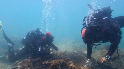 Détachez le corail