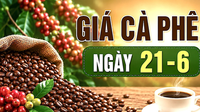 21 juni: Inhemska kaffepriser ligger kvar på en stabil hög nivå.