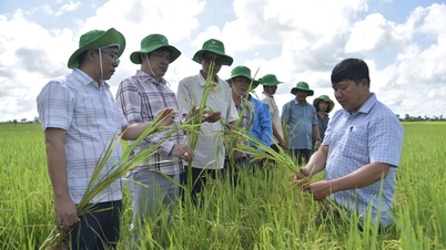 A gazdák hektáronként 1 millió vietnami donggal csökkentik a költségeket a biorizs-termesztési folyamatoknak köszönhetően.
