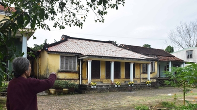 Lumut tumbuh di atap-atap tua.