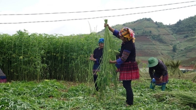 ¿Qué es el lino y por qué es difícil enriquecerse cultivándolo, si los hmong de esta comuna de Lao Cai todavía lo consideran su principal cultivo?
