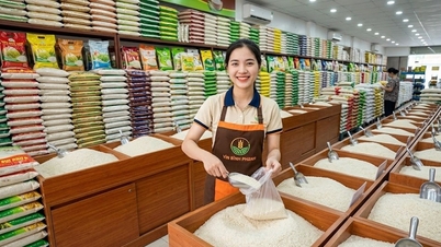 Giá lúa gạo hôm nay 22.6: Lúa trong nước ổn định, gạo xuất khẩu nhích nhẹ