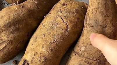Tatlı patatese benziyor ama jicama'dan daha çıtır ve daha tatlı; "yeraltı ginsengi"ne benzetiliyor ve birçok lezzetli ve besleyici yemeğin yapımında kullanılabiliyor.