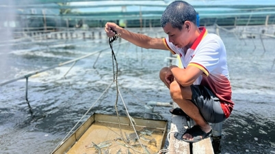 Budidaya udang menghadapi segudang masalah: kenaikan biaya, penurunan tajam harga udang.