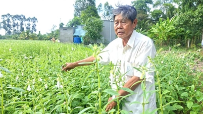 Para petani di provinsi An Giang melakukan tumpang sari wijen dengan padi, sebuah sistem "dua padi, satu tanaman", dan mereka yang melakukannya memperoleh pendapatan lebih banyak daripada mereka yang bertani padi secara monokultur.