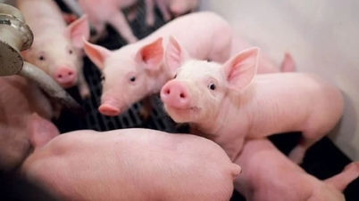 Harga daging babi hari ini, 22 Juni 2026: Tren mendatar berlanjut.