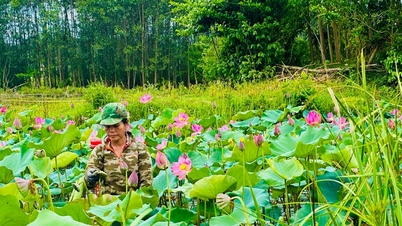 การเปลี่ยนนาข้าวที่ไม่มีประสิทธิภาพมาเป็นการปลูกบัว