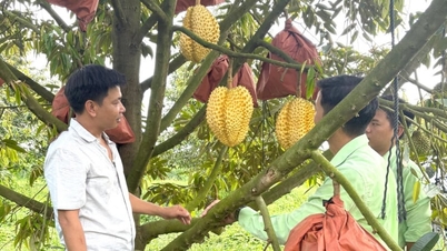 Sebuah kebun durian di provinsi Dong Nai menghasilkan varietas durian yang tidak biasa dan belum pernah terlihat sebelumnya: buahnya berwarna kuning keemasan, memiliki harga jual yang tinggi, dan selalu habis terjual setiap kali dijual.