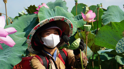 Building an economic ecosystem for lotus in the Land of Pink Lotus.