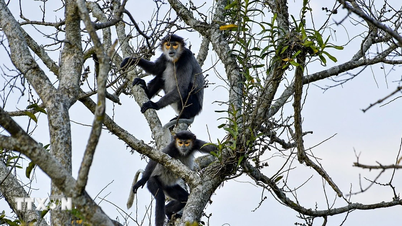 Tay Ninh: Mengembangkan strategi konservasi untuk lutung berkaki hitam di Gunung Ba Den.