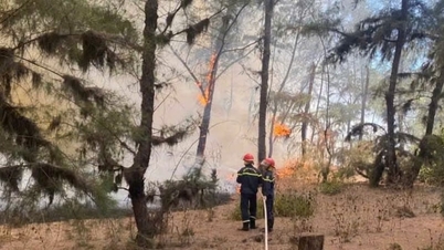 Quang Ngai: Tekanan untuk melindungi hutan pesisir semasa gelombang haba puncak.