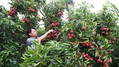 Vải thiều được giá, người trồng phấn khởi dù sản lượng giảm hơn 50%