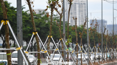 O vedere în prim-plan a sutelor de copaci Lagerstroemia care cresc pe canale de scurgere în Hanoi.