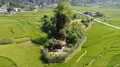 लाओ काई: तीन नए ऐतिहासिक और सांस्कृतिक धरोहरों को प्रांतीय स्तर पर स्थान दिया गया है।
