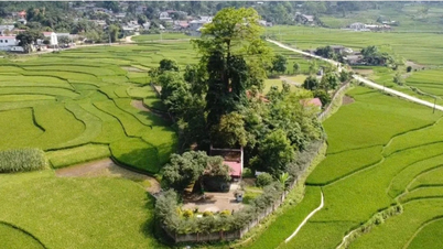 लाओ काई: प्रांतीय स्तर पर तीन और ऐतिहासिक और सांस्कृतिक धरोहरों को स्थान दिया गया है।