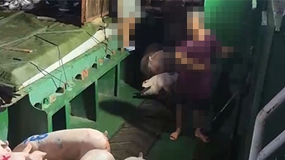 Adakah aduan mengenai pengangkutan ternakan untuk dijual sah?