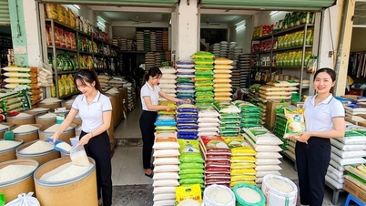 Giá lúa gạo hôm nay 23.6.2026: Lúa Nhật cao nhất 7.500 đồng/kg
