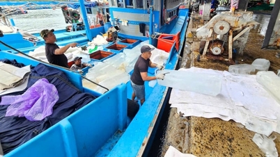 Fishermen in Khanh Hoa are determined to stay at sea and lift the IUU yellow card.