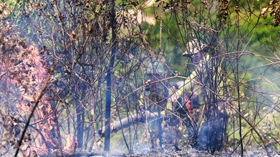 Hundreds of people worked tirelessly for two days and nights to put out the forest fire and save it.