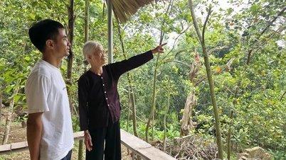 I den 15 hektar store have, der ligger i den nye Phu Tho-provins (tidligere Vinh Phuc-provinsen), har ejeren ikke rørt et eneste gammelt træ i de sidste 74 år.