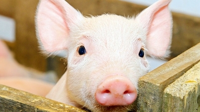 Harga daging babi hari ini, 23 Juni 2026: Sedikit perubahan.