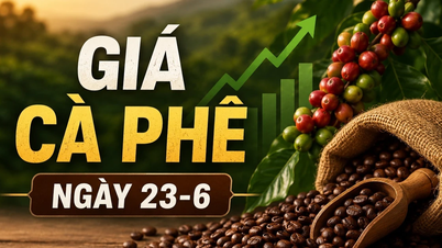 Kaffepriserna den 23 juni: Något högre, högsta pris 89 300 VND/kg