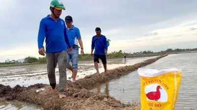 ग्रीष्म और शरद ऋतु के दौरान भारी वर्षा होने पर, सुनहरे सेब के घोंघों के प्रबंधन के लिए सबसे प्रभावी उपाय क्या हैं?