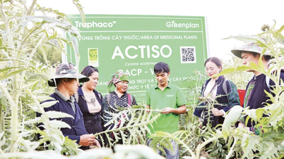Crear medios de vida sostenibles y difundir la esencia de las hierbas medicinales vietnamitas.