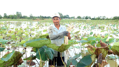 Menanam teratai untuk mendapatkan rizomnya di sawah padi memberikan pendapatan yang lumayan.