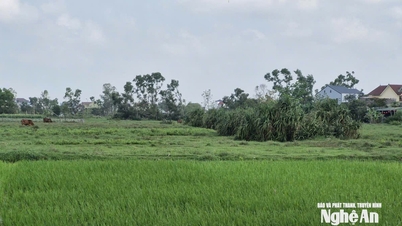 Dinas Keuangan Nghe An sedang menyelidiki dan menanggapi laporan terkait proyek Lapangan Golf Pantai Cua Lo di kelurahan Vinh Phu.