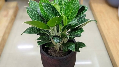 Tarik nasib baik dengan mengetahui cara memilih tumbuhan feng shui untuk meja anda jika anda dilahirkan pada tahun Tikus.