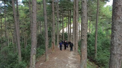 Despertando el valor de los bosques