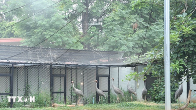 Vietnam-Thailand cooperation provides additional resources for the conservation of the red-crowned crane.
