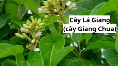 Platos y remedios medicinales que utilizan las hojas de la planta Giang para ayudar a tratar enfermedades.