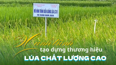 Hành trình tạo dựng thương hiệu lúa chất lượng cao