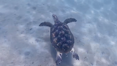 CLIP: Rare sea turtle spotted swimming in Nha Trang Bay Marine Protected Area.