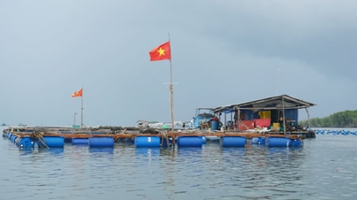 A cidade de Ho Chi Minh abre espaço para o desenvolvimento sustentável da indústria pesqueira.