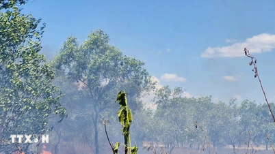 Provinsi Quang Tri memusatkan kekuatannya untuk mengendalikan kebakaran besar yang terjadi di hutan melaleuca.