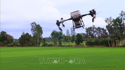 Lakukan pengendalian hama penggulung daun padi secara proaktif untuk melindungi tanaman padi musim panas-musim gugur.