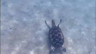 Sea turtles have been spotted near tourists in Nha Trang Bay.