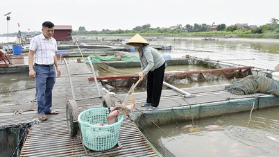 A queda dos preços e as condições climáticas adversas estão exercendo dupla pressão sobre os piscicultores em gaiolas em Bac Ninh.