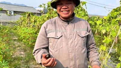 ຫຼັງຈາກປ່ອຍປາພິເສດລາຄາບໍ່ແພງເຫຼົ່ານີ້ຈຳນວນ 140,000 ໂຕລົງໃນນາຂອງລາວ, ຊາວກະສິກອນຄົນໜຶ່ງໃນເມືອງລາງເຊີນໄດ້ເປີດເຜີຍວິທີທີ່ລາວລ້ຽງປາເຫຼົ່ານັ້ນໂດຍໃຊ້ວິທີການທີ່ມີຄ່າໃຊ້ຈ່າຍໜ້ອຍເທົ່າກັບການລ້ຽງໝູ.