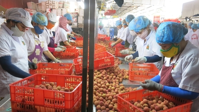 Ameii Vietnam cumpără țesături la prețuri mari pentru export.