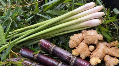 Prawda o soku z trzciny cukrowej z trawą cytrynową i imbirem, który rzekomo przywraca krwawienie.