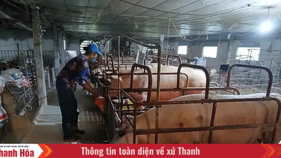 Vinh Loc s'efforce d'améliorer l'environnement dans la zone d'élevage.