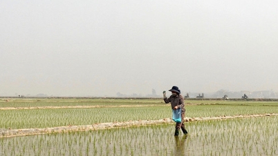 Hanói: Plante arroz em todos os arrozais de verão, sem deixar nenhuma terra em pousio.