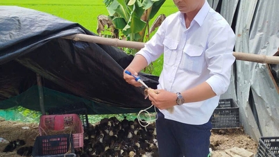 Het regionale vee- en veterinaire station van Vinh Hung voert proactief de eerste fase van de preventie en bestrijding van vogelgriep in 2026 in het gebied uit.