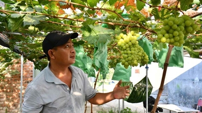 Varietas anggur peony telah berakar di daerah Tho Phong, provinsi Quang Ngai.