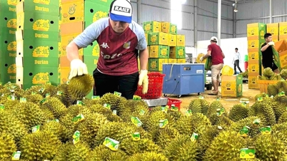 Export von Obst und Gemüse nach China: Die Ära, in der man durch höhere Umsätze gewinnen konnte, ist vorbei.