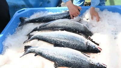 Peternakan salmon lepas pantai super besar milik China telah memanen hasil tangkapan komersial pertamanya.